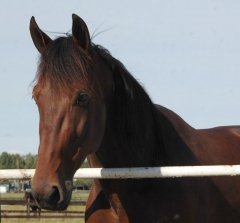 Quality Questioned 150909-1